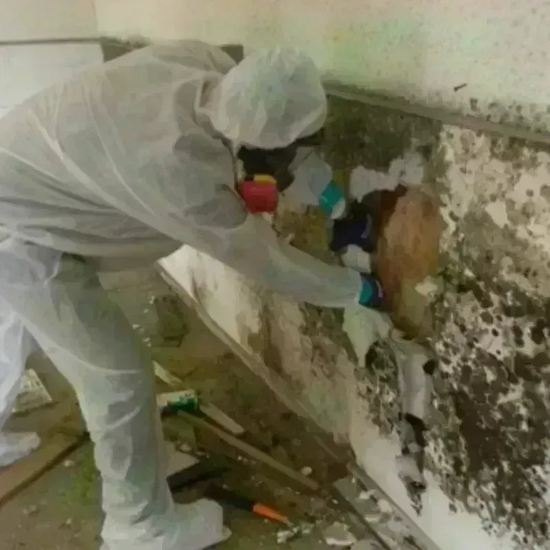 Mold Remediation and Removal in Liberty, SC